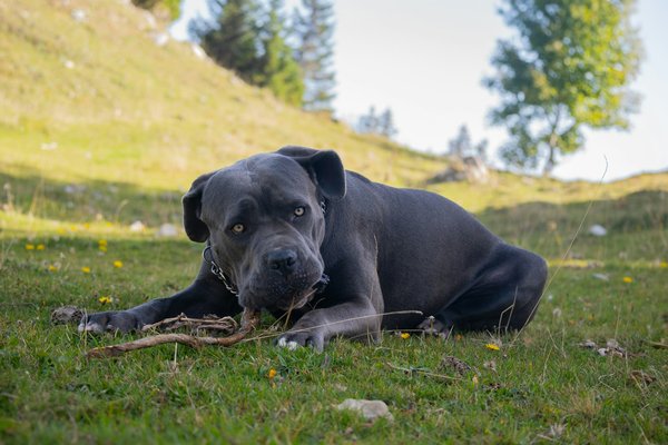 What are the best methods to introduce a Cane Corso to a new baby in the family?