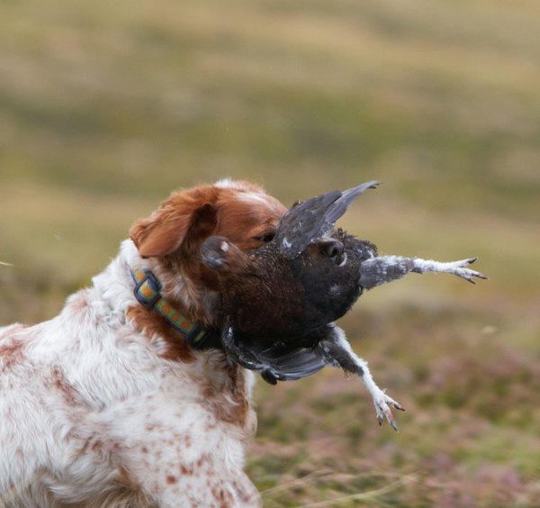 What is the most effective way to teach a Brittany Spaniel to remain calm around birds?