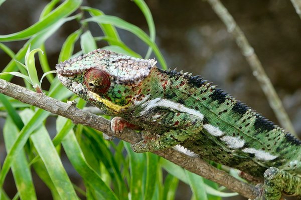 How are UK schools incorporating live wildlife cams in teaching biodiversity and conservation?