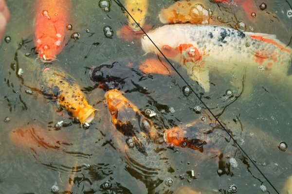 What are the best types of fish to introduce into a Koi pond in Southern England?